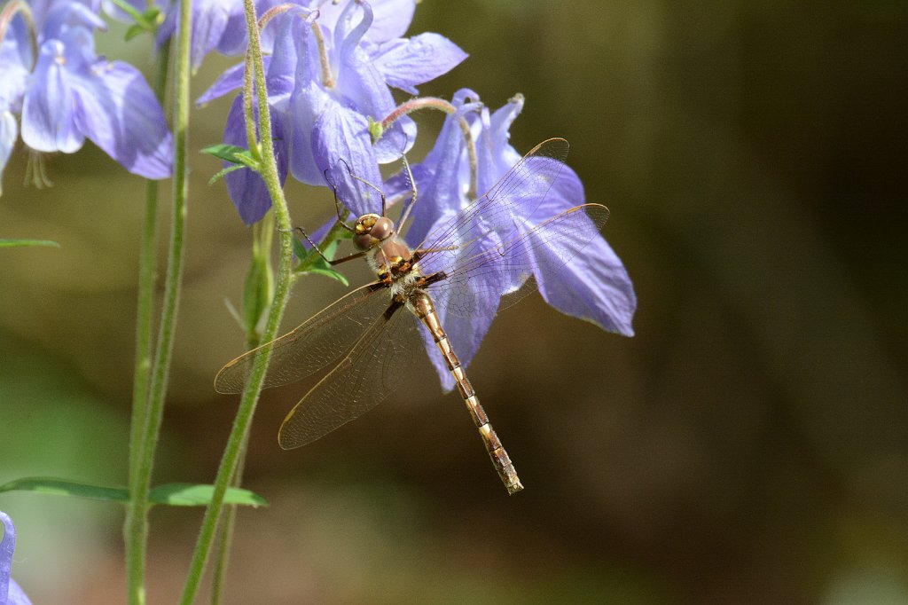 105 2013-05281773 Mount Auburn Cemetery, MA.JPG - Stream Cruiser (Didymops transversa) Dragonfly (f). Mount Auburn Cemetery, MA, 5-28-2013